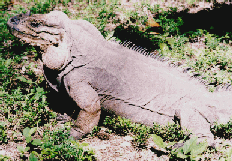 iguanademona.jpg